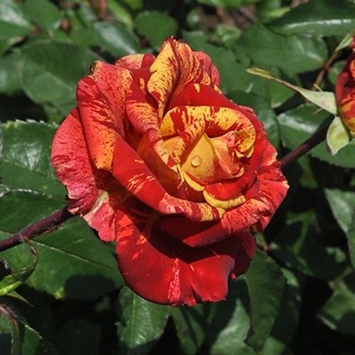 Vörös - sárga csíkos - Teahibrid virágú - magastörzsű rózsafa- egyenes szárú koronaforma